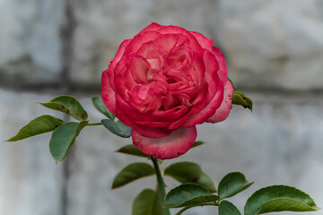 Macro photo of a rose flower growing in the open ground, in natural conditions