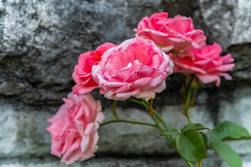 Macro photo of a rose flower growing in the open ground, in natural conditions
