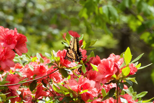 Monarch Butterfly on Azalea blooms