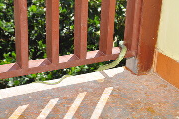 Snake at resort on the southeast coast of Vietnam 