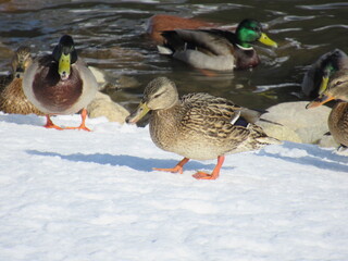 Mallards looking at something in a snowy park.