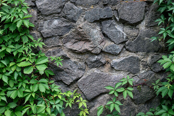 Stone brick wall with ivy leaves in the park. Nature abstract concept background