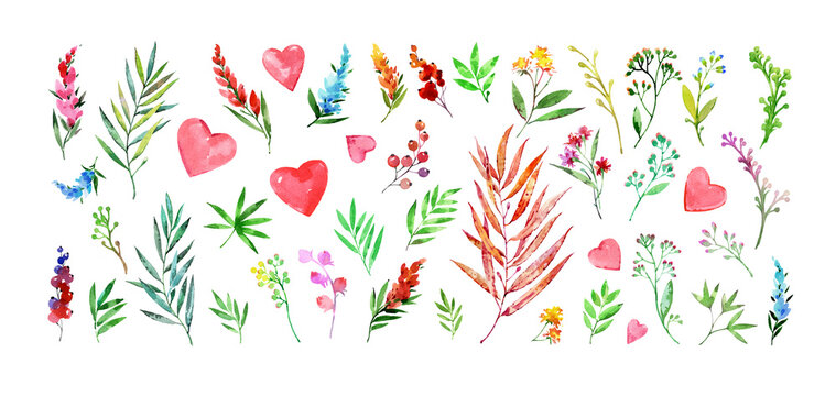 A set of plants for creating greeting cards and wedding invitations. Flowers, plants, buds and leaves painted in watercolor. Colorful plants on a white background.