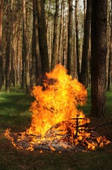 Huge fire in a forest made by someone. Big flame for picnic time in spring
