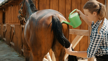 Horsewoman cleaning tail of her dark bay horse. Pouring water from a mug on its tail. Stallion...