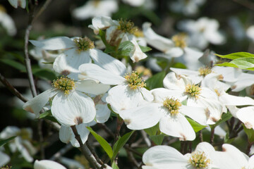 white Dogwood tree blooming