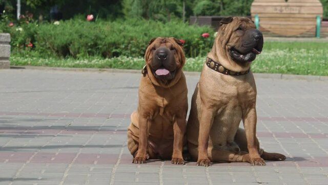 Two Shar pei sitting and looking around