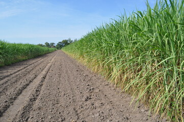 dia soleado en un campo de cultivo de caña de azúcar