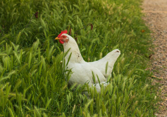 a white chicken walks down the street