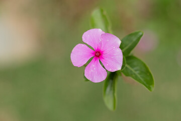 Fototapeta premium close up of pink flower