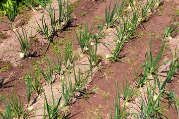 Onions and vegetables forming rows in a farm land field. Agriculture background.	