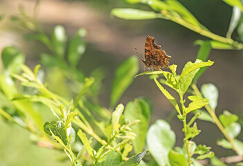 Ragged butterfly - (Polygonia c-album)