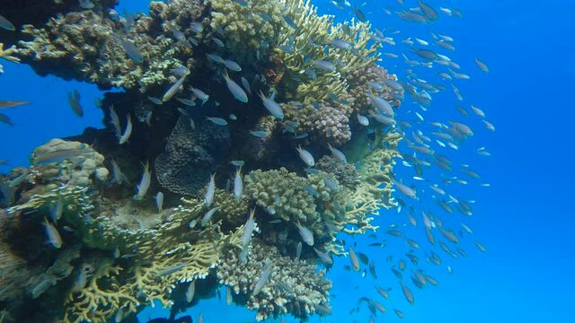 school of Chromis fish swims near coral reef. Green Chromis or Blue-green Chromis (Chromis viridis. Underwater life in the ocean. Camera slowly moving forwards approaching a coral reef