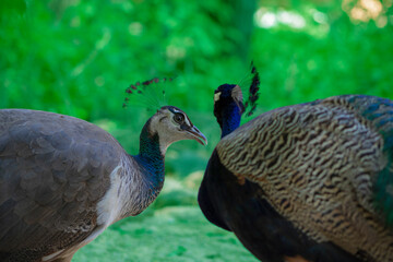 Two cute peacocks; male and female, looking at each other lovingly on a blur background.