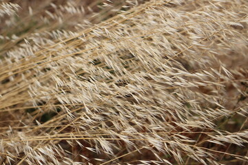Intensive yellow straws background.