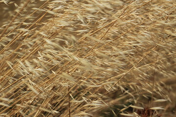 Intensive yellow straws background.