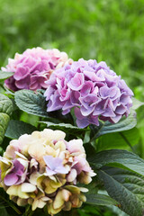 Violet, lilac, purple flowers of Hydrangea macrophylla. Bushes are blooming in summer in the garden.