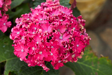 Fototapeta premium Burgundy hydrangea flowers close-up in the summer garden outdoors