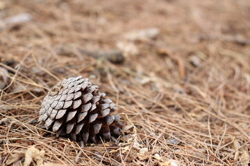 Pine cone on the dried ground.