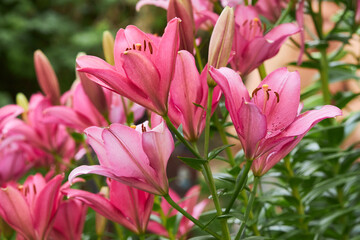Beautiful pink lily flowers in full bloom close up. Flowers are growing in the garden in summer