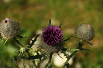 Cows walking and grazing grass in the mountains.