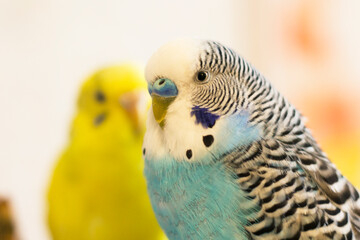 Blue and Yellow Budgie so close