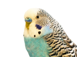 Blue budgie isolated on a white background