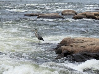 Fototapeta premium Heron in the rapids