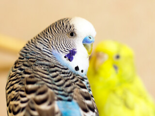 Blue and Yellow Budgie