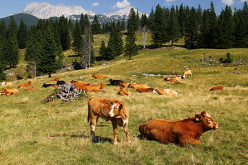 Cows and calf on the high mountain pasture grazing grass.