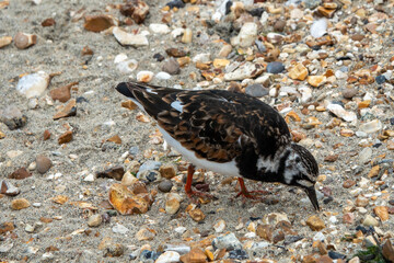 pretty turnstone turning stones on the beach