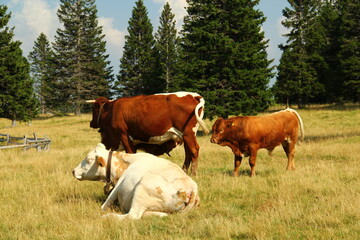 Fototapeta na wymiar Cows grazing grass on high meadow pastures in mountains.