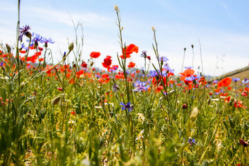 Fioritura Castelluccio di Norcia