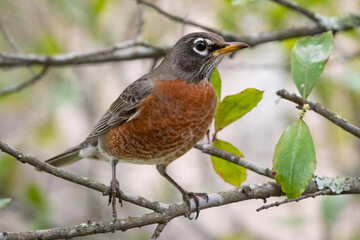 American robin perched on a branch.