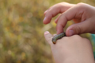 a caterpillar on a child hand. diverse environment, love and interest in nature