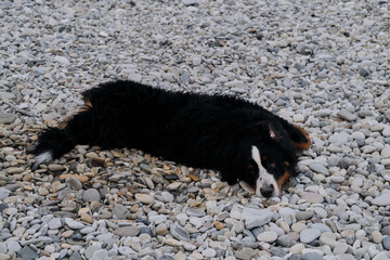 Naklejka na ściany i meble The dog lies resting and wipes himself from water with help of warm stones on the coast. Bernese Mountain Dog lies on its back on pebble beach and enjoys quiet life.