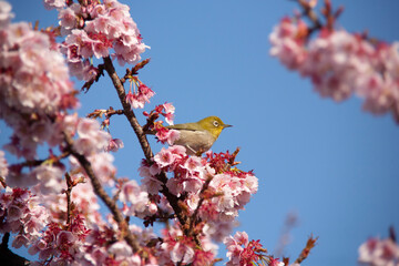 桜にメジロ