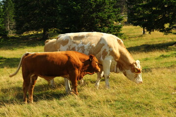 Cows grazing grass on high meadow pastures in mountains.