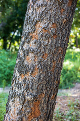 Close-up of a large tree bark with blurred forest in the background.