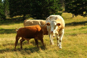 Cows grazing grass on high meadow pastures in mountains.
