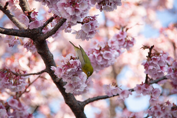桜にメジロ