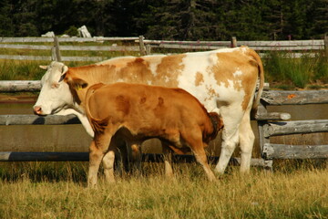 Cows grazing grass on high meadow pastures in mountains.