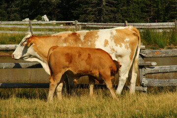 Cows grazing grass on high meadow pastures in mountains.