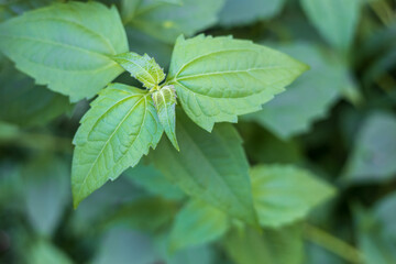Close-up of a group of green leaves, a type of grass family.