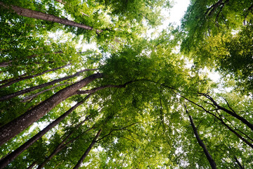 tree crowns, forest, nature, forest, background, green leaves, tree, summer