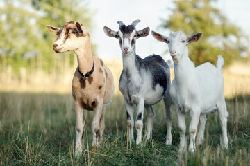 Two young goats and one buck poses to camera