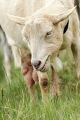 Goat carefully chooses its food for itself