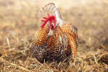 Rooster pick in the outdoor on the manure piles