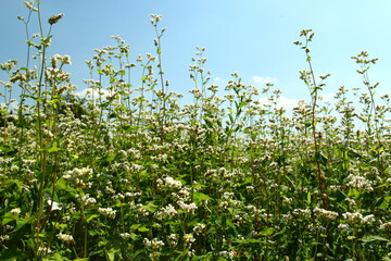 Blossom of buckwheat in full blossoming during summer. Ripe will be harvested in October.