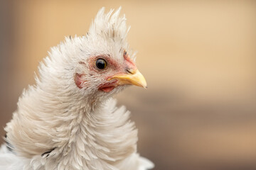 White fluffy feathers, tufted hen in profile